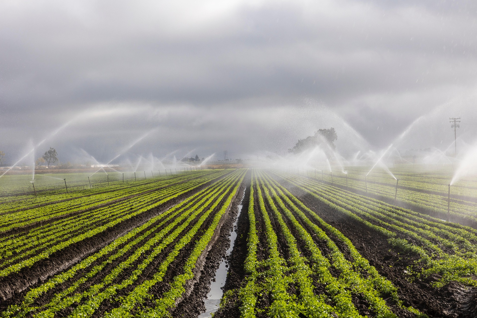 What Is Drip Irrigation Everything You Need To Know
