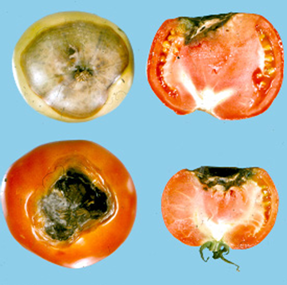 Blossom End Rot