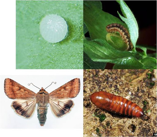 cotton bollworm