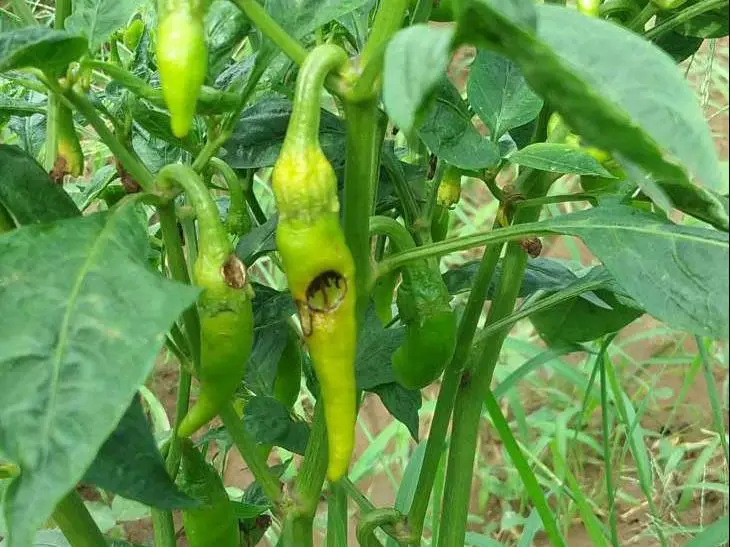 Helicoverpa Caterpillar (Cotton bollworm)