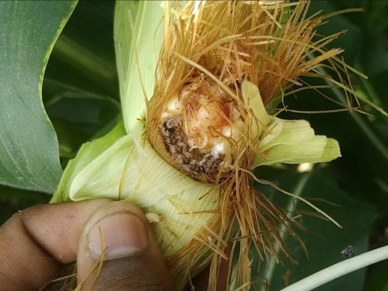 Helicoverpa Caterpillar (Cotton bollworm)