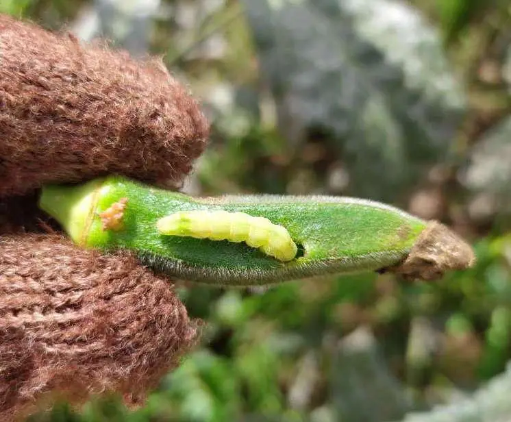 Helicoverpa Caterpillar (Cotton bollworm)