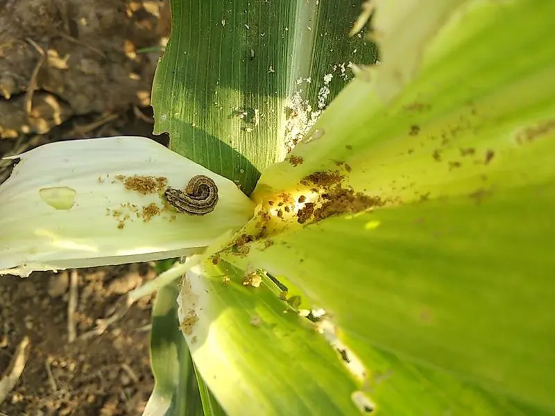 Helicoverpa Caterpillar (Cotton bollworm)
