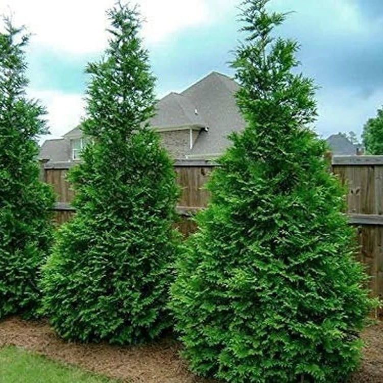 Popular Arborvitae Varieties