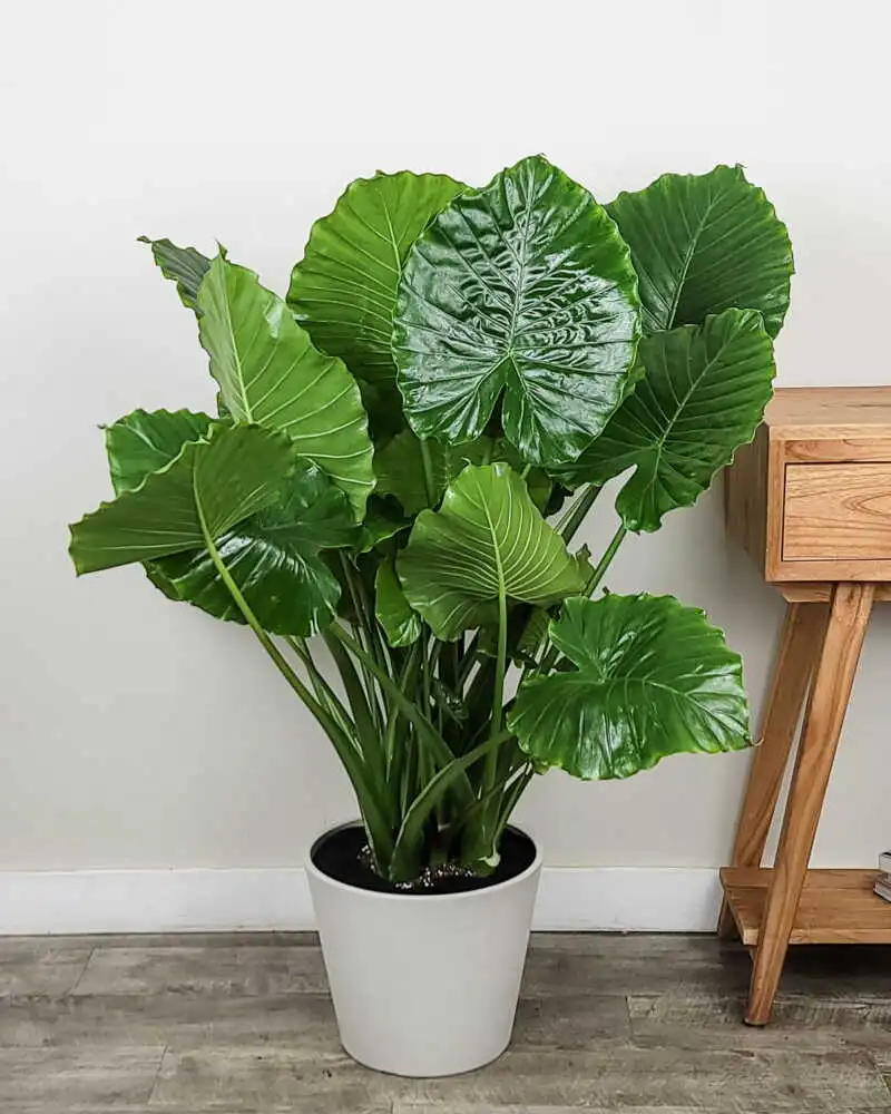 Elephant Ear Plant