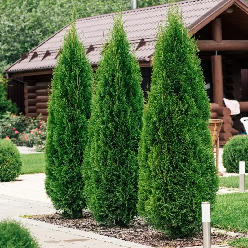 Popular Arborvitae Varieties