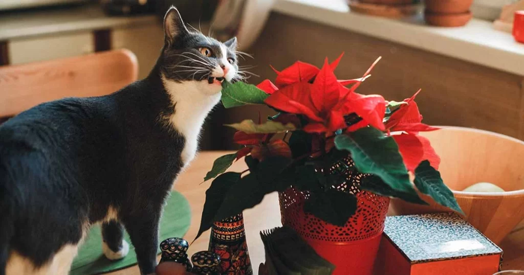 Are Poinsettias Poisonous To Cats