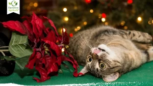 Are Poinsettias Poisonous To Cats- Expert Advice