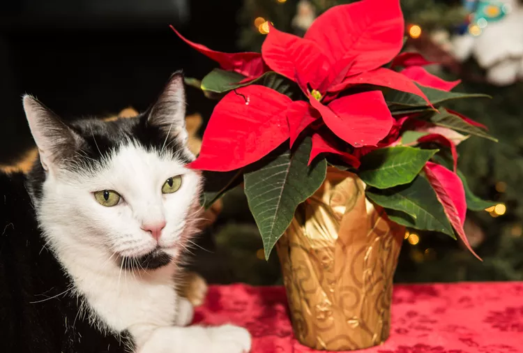 Are Poinsettias Poisonous To Cats