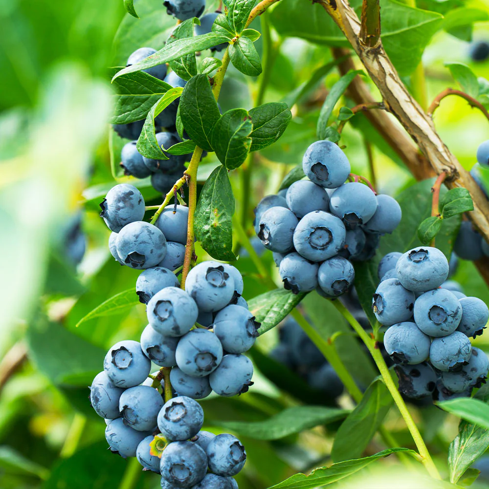 Edible Perennials