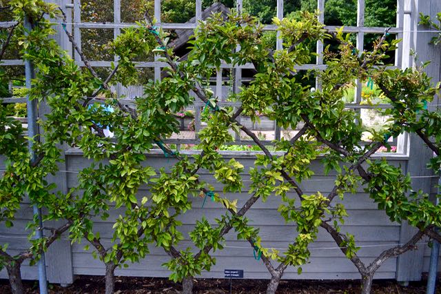 BelgianFence Espalier Structure TorontoGardens