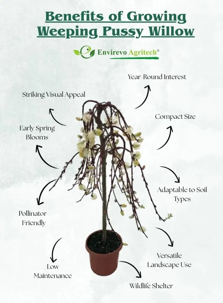 Benefits of Growing Weeping Pussy Willow