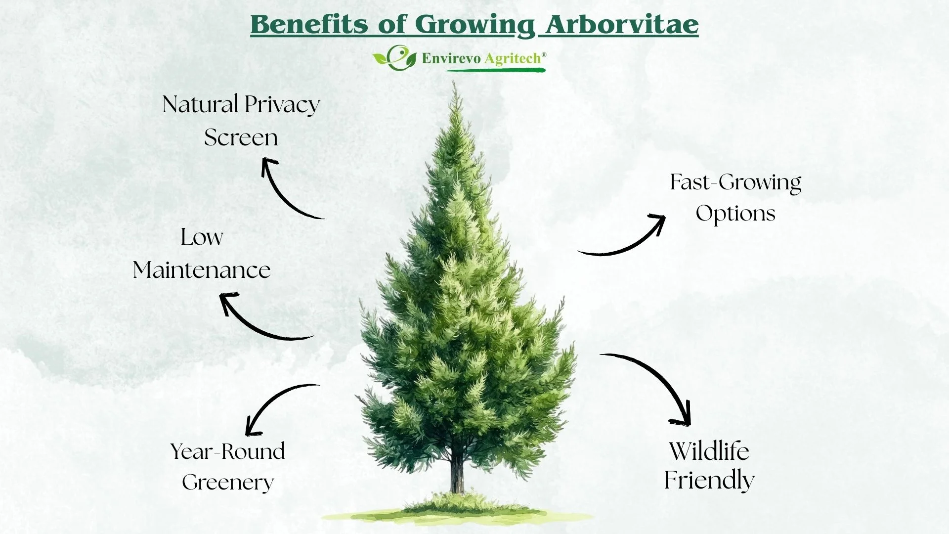 Benefits of Planting Arborvitae in Your Garden