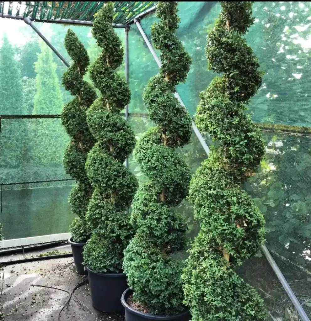 Living Fence Plants