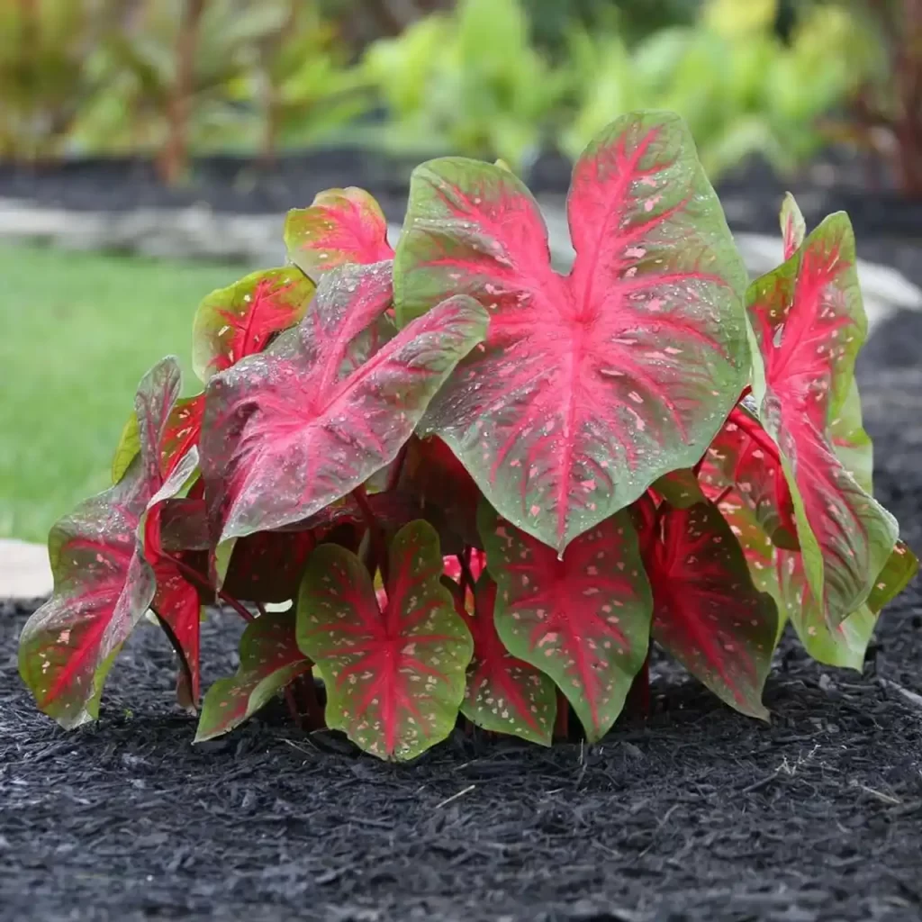 Elephant Ear Plant Care