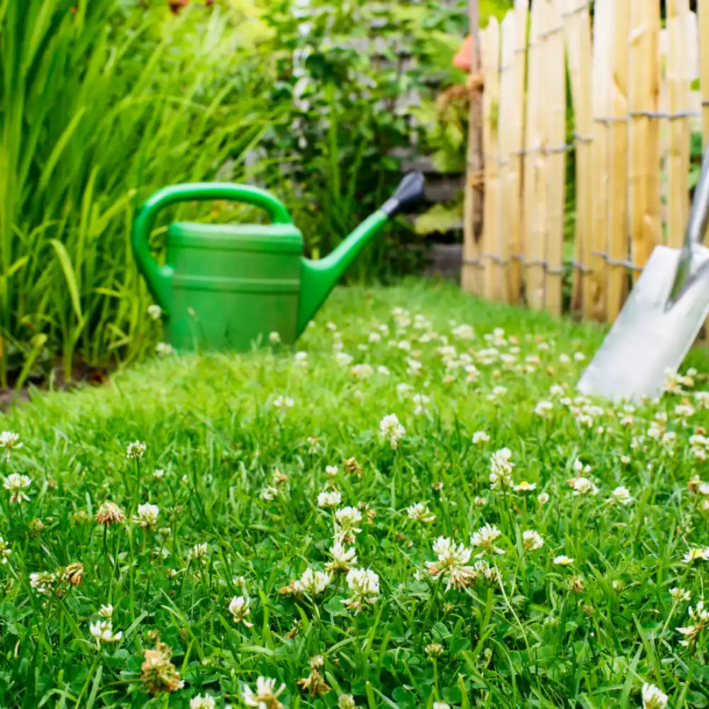 Clover Lawns