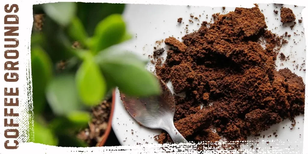 Coffee Grounds