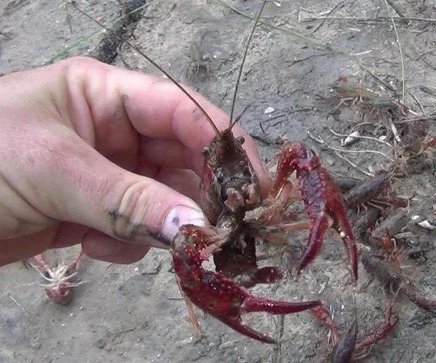 Crayfish in Your Lawn