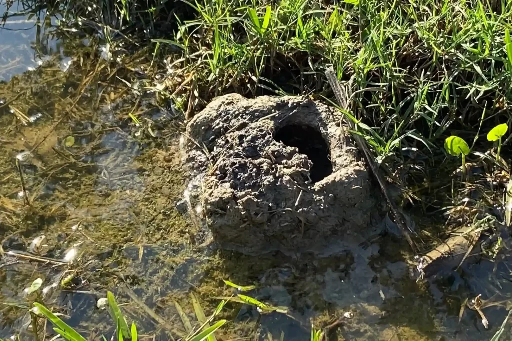 Crayfish burrows