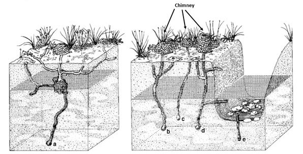 How to Get Rid of Crayfish- Crayfish burrows