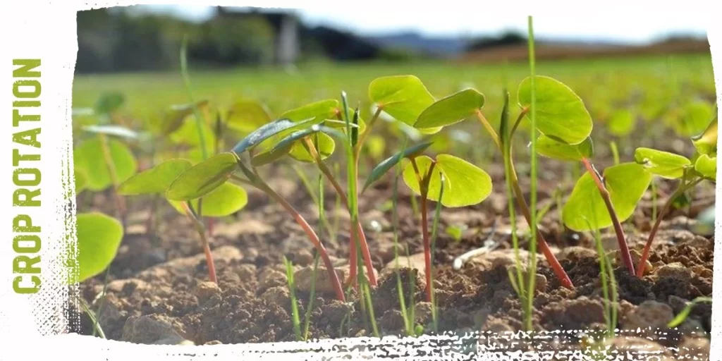Crop Rotation
