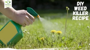 DIY Vinegar Weed Killer Natural, Non-Toxic, and Effective