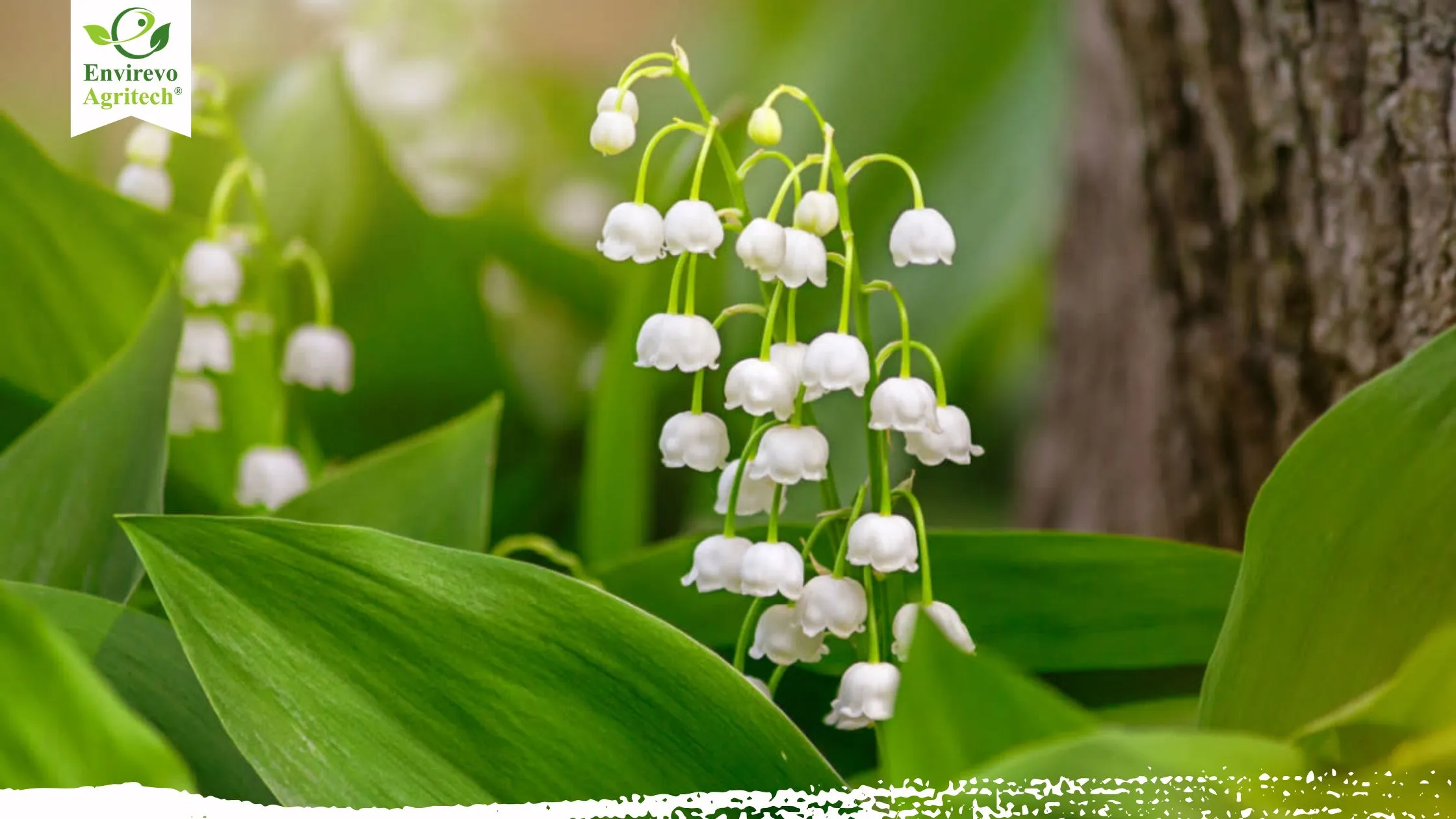 may's birth flowers