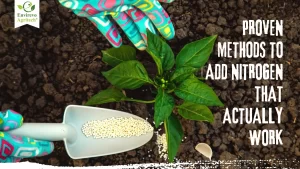 Easy Ways to Boost Soil Nitrogen