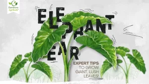 Elephant Ear Plant Care Expert Tips