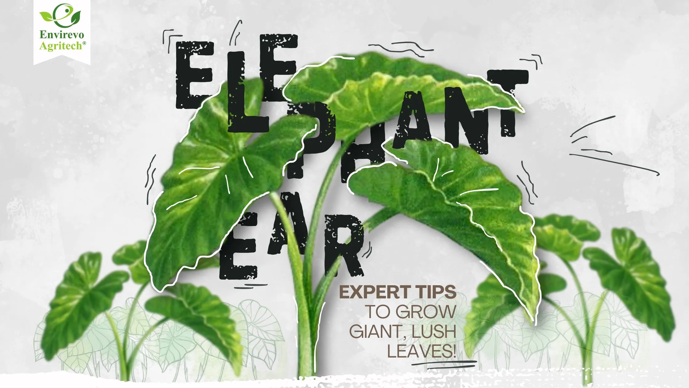 Elephant Ear Plant Care Expert Tips