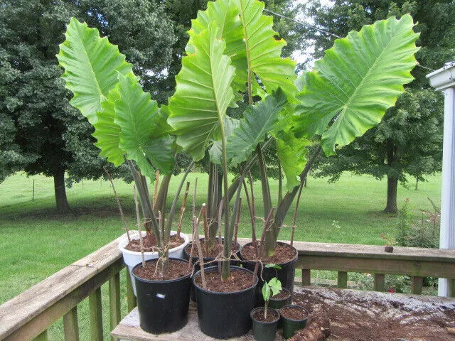 Elephant Ear Plant Care