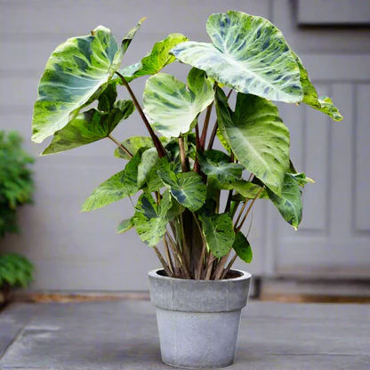 Elephant Ear Plant Care