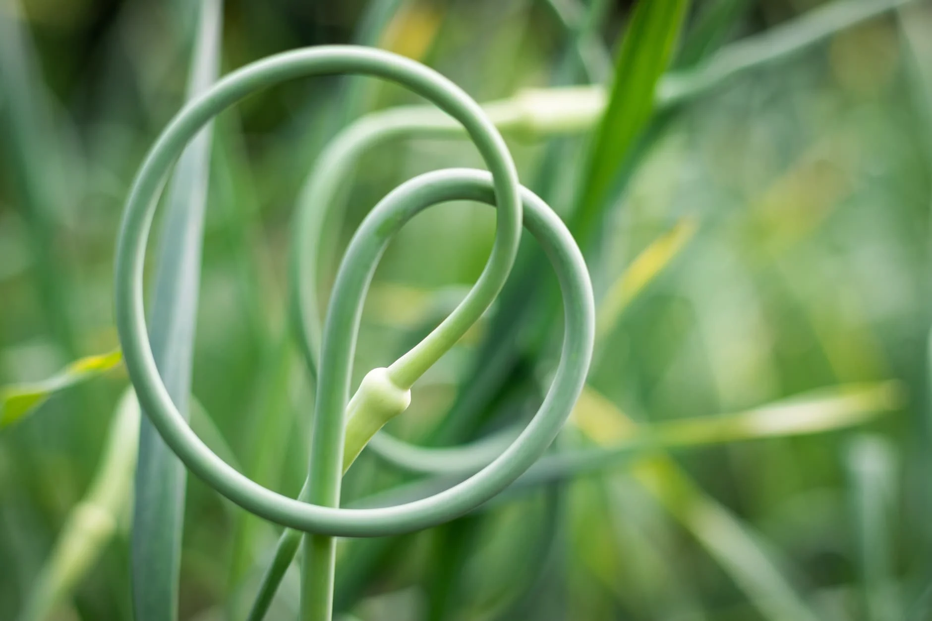 When to Harvest Garlic