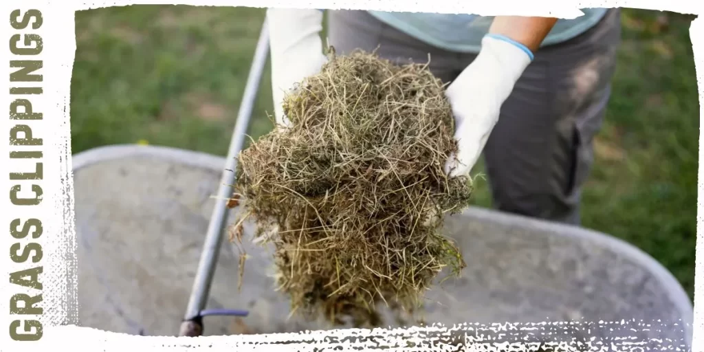 Grass Clippings as a Nitrogen Rich Mulch