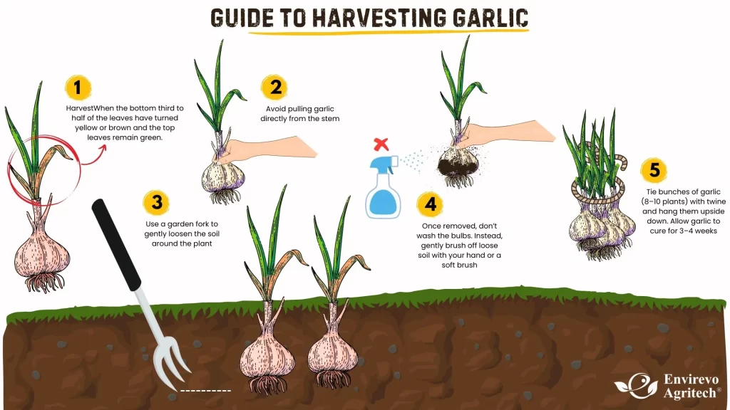 Guide to Harvesting Garlic