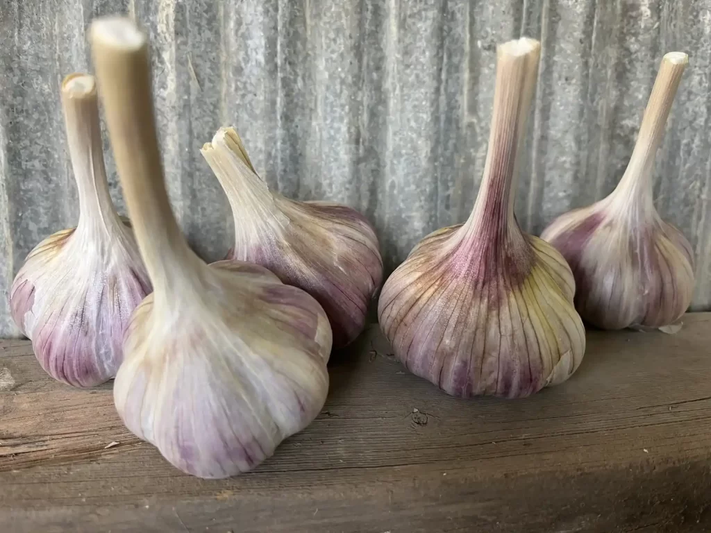 Hardneck Garlic