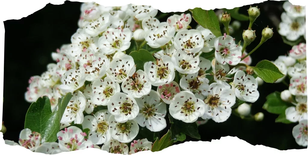 Birth Flowers