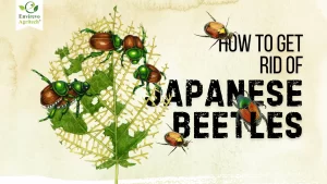 How to Get Rid of Japanese Beetles FAST