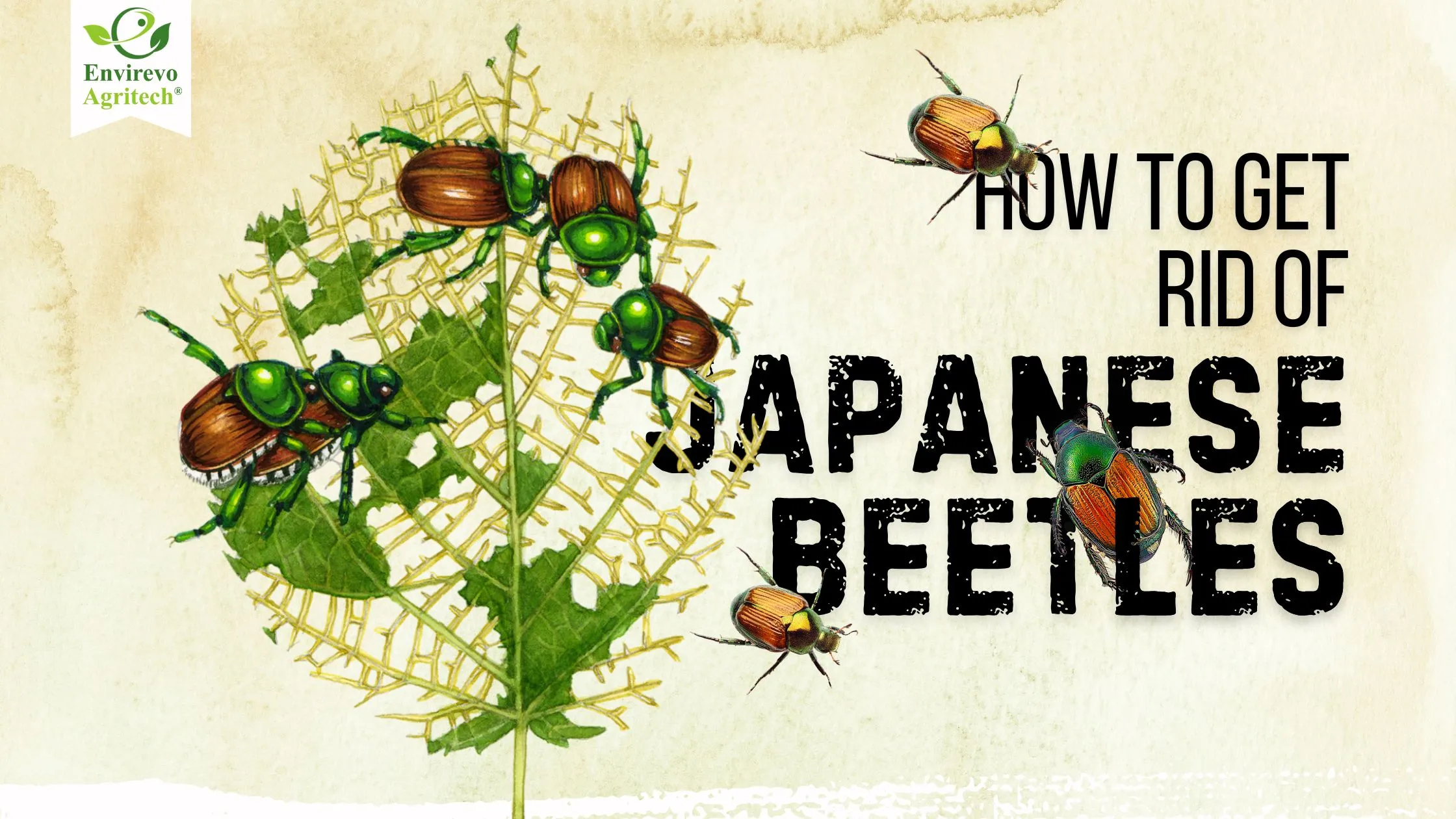 How to Get Rid of Japanese Beetles FAST