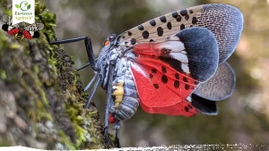 How to Get Rid of Spotted Lanternfly
