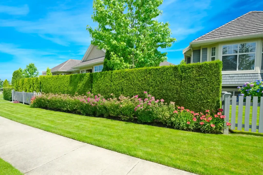 How to build a living fence