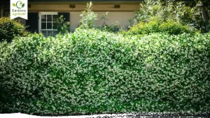 How to build a living fence