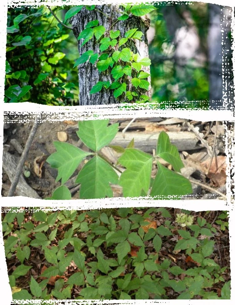 Identify Poison Ivy Instantly