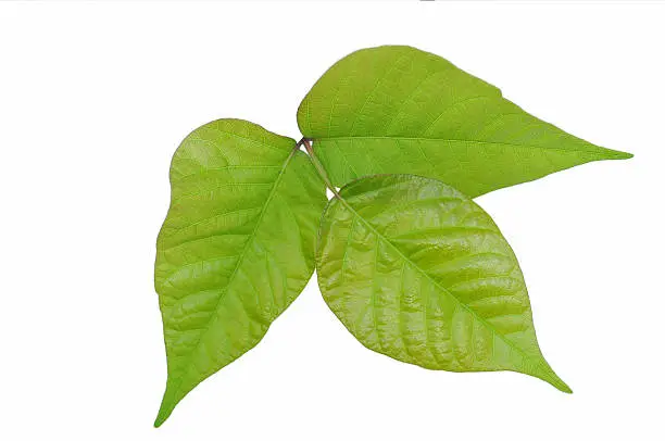 Identify Poison Ivy