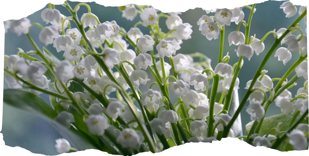 May Birth Flowers