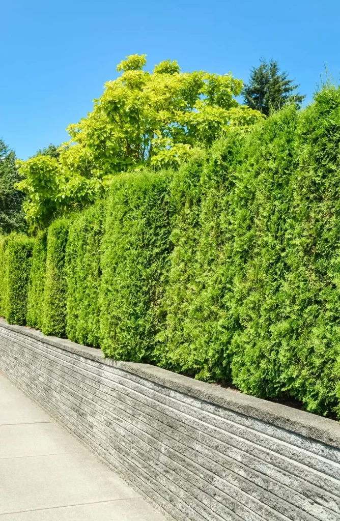 Living Fence