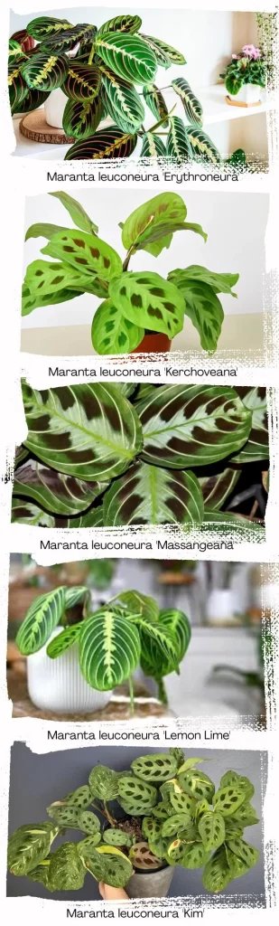 Popular Prayer Plant Varieties