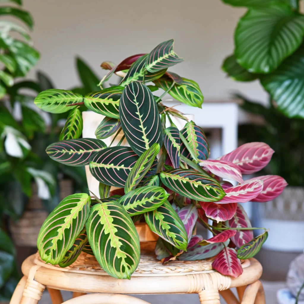 Prayer Plant