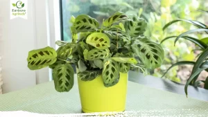 Prayer Plant Care