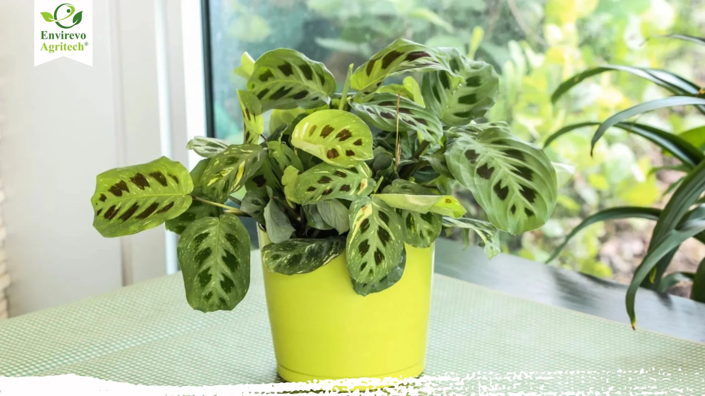 Prayer Plant Care
